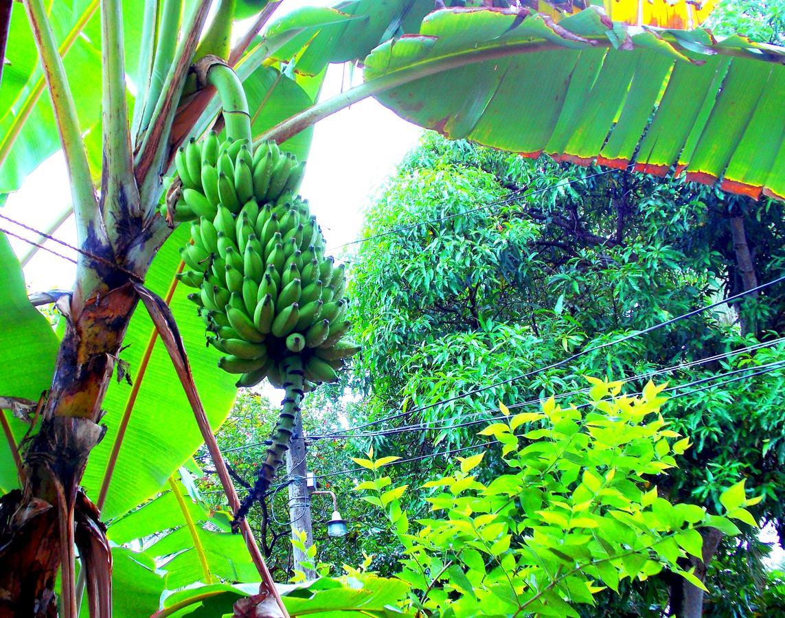 Chill Space Negombo Dış mekan fotoğraf
